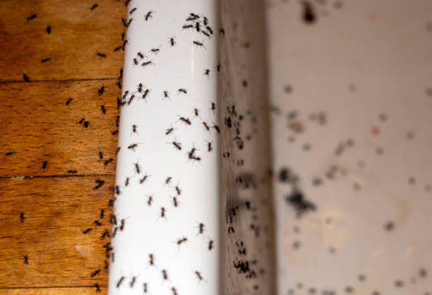 Best Affordable Pest Control Services  in Third Lake, IL
