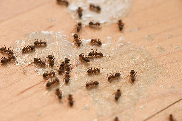 Best Pest Control for Restaurants  in Third Lake, IL