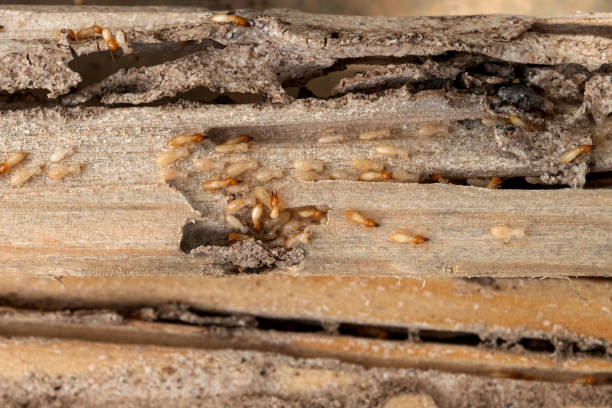 Best Pest Inspection Near Me  in Third Lake, IL