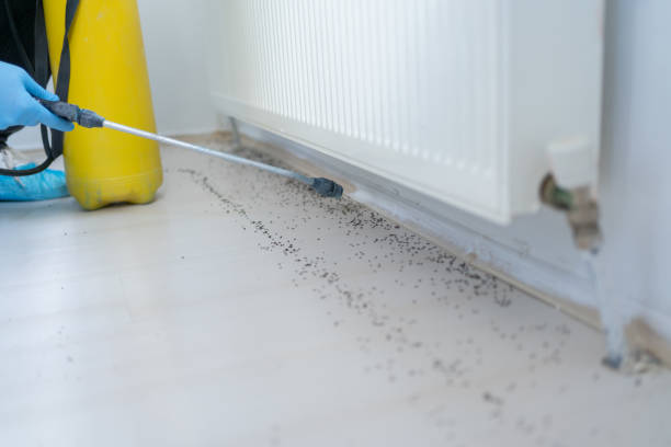 Best Ant Control Services  in Third Lake, IL